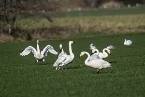 Whooper swans (Cygnus cygnus), Emsland
