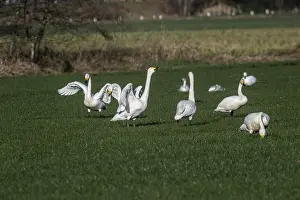 Whooper swans (Cygnus cygnus), Emsland