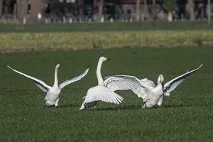 Whooper swans (Cygnus cygnus), Emsland