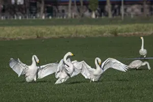 Whooper swans (Cygnus cygnus), Emsland