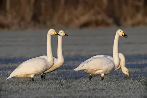 Whooper swans (Cygnus cygnus), Emsland