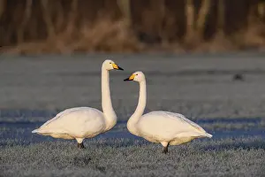 Whooper swans (Cygnus cygnus), Emsland