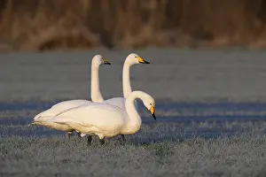 Whooper swans (Cygnus cygnus), Emsland