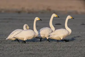 Whooper swans (Cygnus cygnus), Emsland