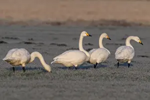 Whooper swans (Cygnus cygnus), Emsland