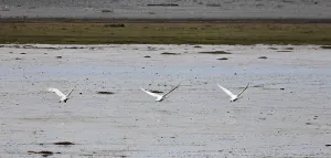 Whooper Swans (Cygnus cygnus) in flight
