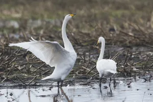 Whooper swans (Cygnus cygnus) on harvested cornfield