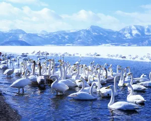 Whooper swans (Cygnus cygnus), Japan