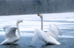 Whooper Swans (Cygnus cygnus), pair