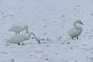 Whooper swans (Cygnus cygnus) in the snow