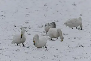 Whooper swans (Cygnus cygnus) in the snow