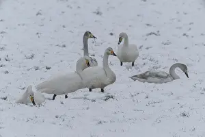 Whooper swans (Cygnus cygnus) in the snow