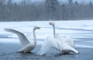 Whooper swans (Cygnus cygnus), Whooper swans