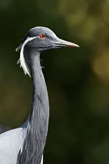 Whooping crane (Anthropoides virgo)