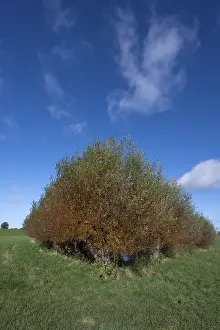 Wicker (Salix viminalis) around a shallow body of water formed from dead ice