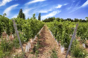 Wickerer vineyards at the Florsheimer Warte