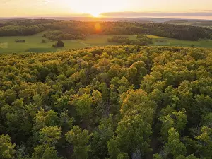 A wide forest area at sunset, the trees glow in autumnal colours