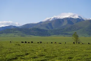 Category Wildlife DE Prints: Wide green pasture with grazing cattle in front of snow-covered mountains