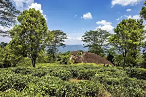 Wide landscape with green trees and rocks under a blue