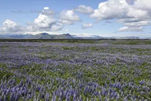 Wide landscape with Nootka lupins (Lupinus nootkatensis)