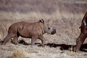 Wide-mouthed Rhinoceros, calf, Gauteng Province