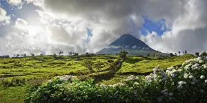 Category Mountain Landscapes Prints: Wide panorama of a green landscape with the Pico volcano and a magnificent hedge of hydrangeas in the foreground
