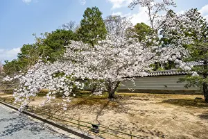 Framed Print : Wide path with blooming cherry tree Framed Print : Wide path with blooming cherry tree