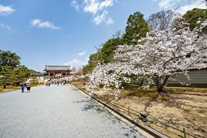 Wide path with blooming cherry tree