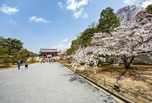 Wide path with blooming cherry tree
