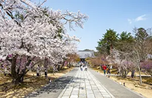 Wide path with blooming cherry trees