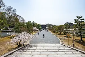 Wide path with blooming cherry trees