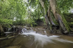 A wide stream flows through a lush forest with large