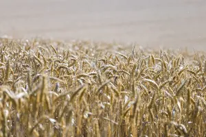 Wide wheat field full of ripe ears under a sunny sky