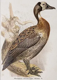 Widow whistling duck (Dendrocygna viduata)