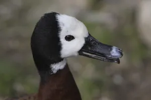 Widow-whistling goose