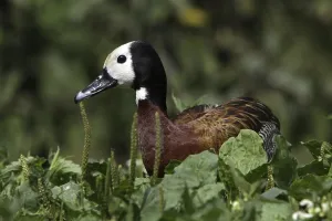 Widow-whistling goose