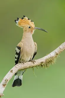 Wiedehopf, Upupa epops Eurasian hoopoe