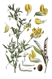 Wiesenerbse Pisum (Pisum pratense)