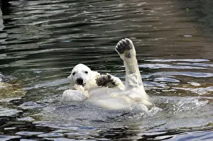 Wilbaer, young Polar Bear (Ursus maritimus) swimming in the water