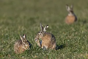 The wild activity of the brown hare (Lepus europaeus)