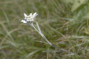 Wild Alpine edelweiss (Leontopodium nivale)