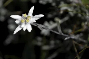 Wild Alpine edelweiss (Leontopodium nivale)