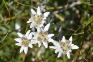 Wild Alpine edelweiss (Leontopodium nivale)