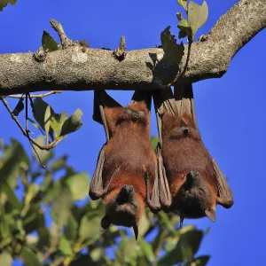 Wild animals living in Australia
