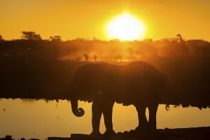 Wild animals at sunset, African elephant (Loxodonta africana)
