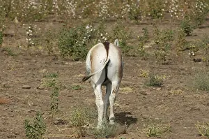 Wild Ass Equus Hemionus Pallas in cotton field