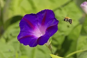 Wild bee flying towards a funnel bindweed (Ipomoea purpurea) flower