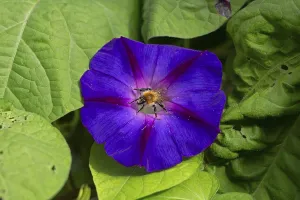 Wild bee on funnel bindweed (Ipomoea purpurea) flower