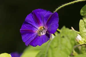 Wild bee on funnel bindweed (Ipomoea purpurea) flower