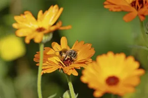Wild bee on marigold (Calendula officinalis)